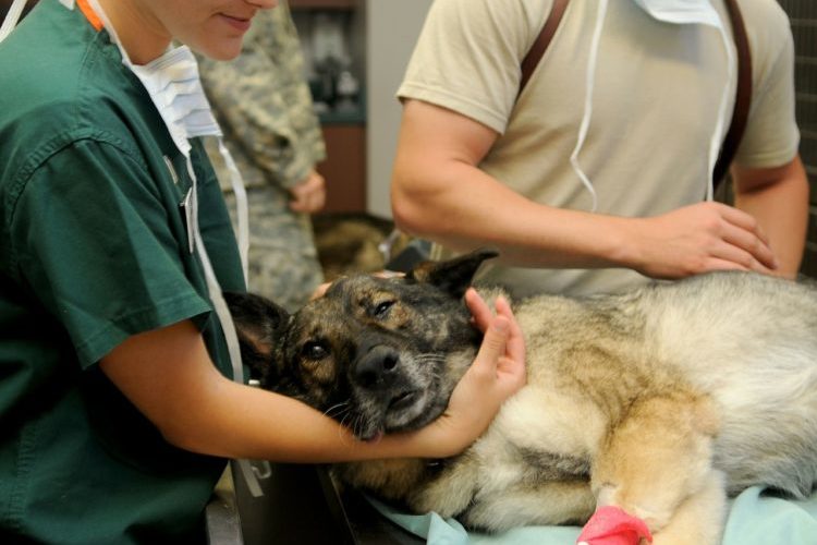 Tierarzt Gelenkschmerzen Hund Gelenkprobleme MSM Hilft